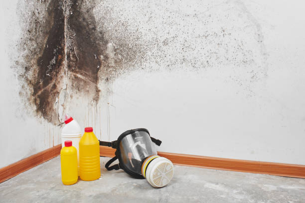Best Black Mold Remediation in Crainvle, IL