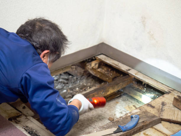 Best Emergency Mold Remediation in Crainvle, IL