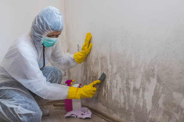 Best Attic Mold Remediation in Crainvle, IL