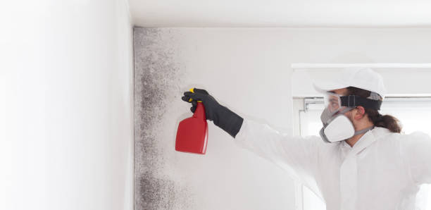 Best Post-Flood Mold Remediation in Crainvle, IL