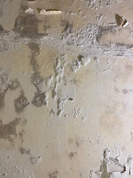 Best DIY Mold Remediation Support Services in Crainvle, IL