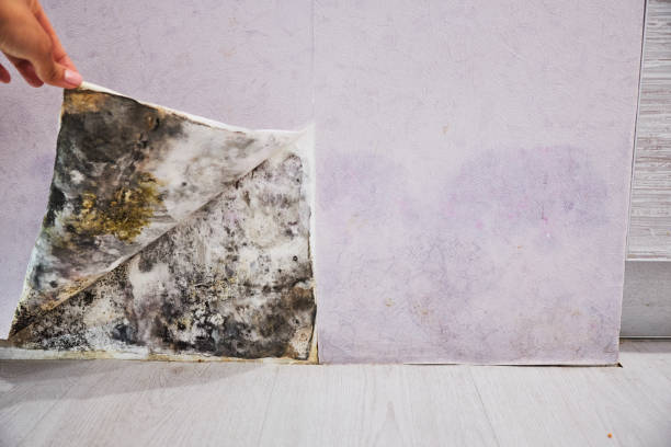 Best Residential Mold Remediation in Crainvle, IL